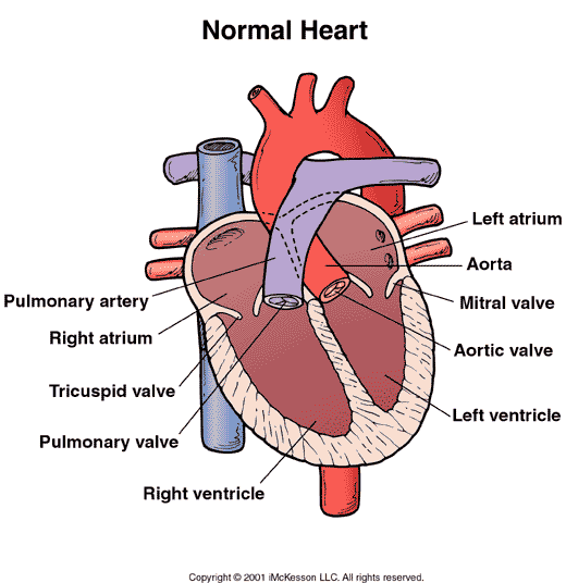 Normal Heart (Child): Illustration