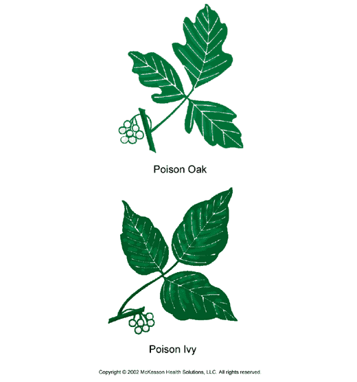 Poison Oak and Poison Ivy: Illustration