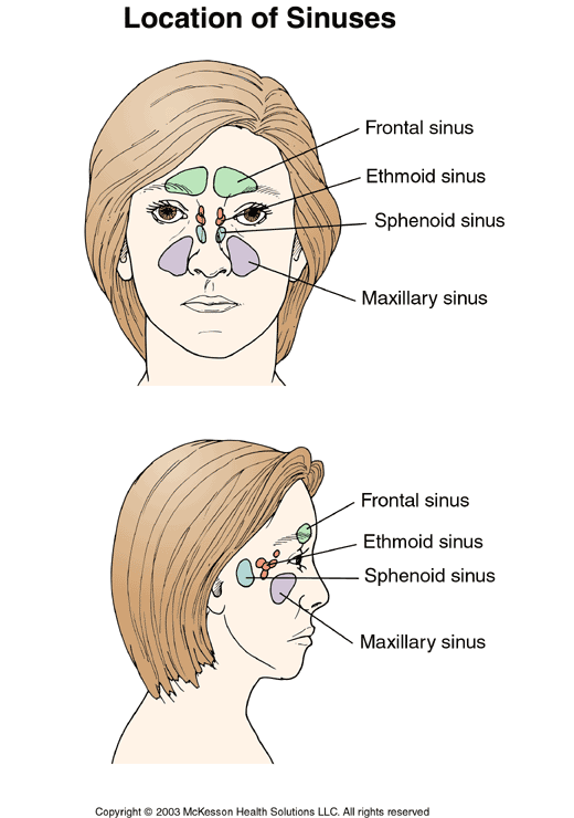 Location of Sinuses: Illustration