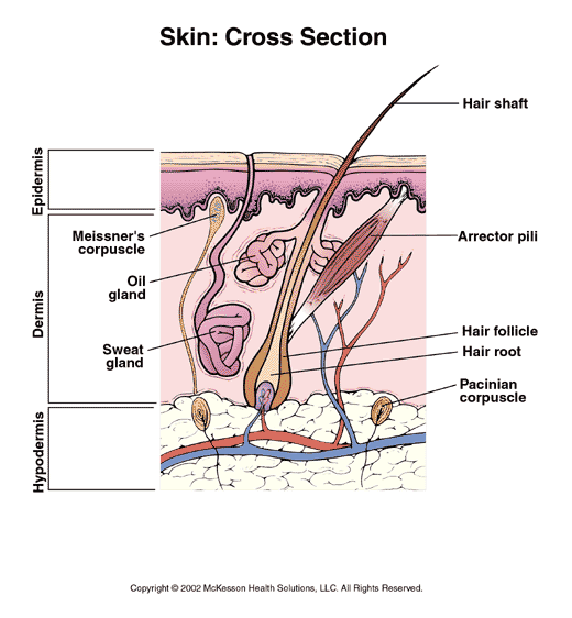 Skin, Cross Section: Illustration