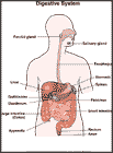 Thumbnail image of: Digestive System: Illustration