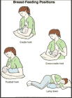 Thumbnail image of: Breast-Feeding Positions: Illustration