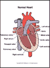 Thumbnail image of: Normal Heart (Child): Illustration