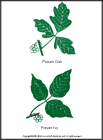 Thumbnail image of: Poison Oak and Poison Ivy: Illustration