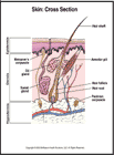 Thumbnail image of: Piel (seccin transversal): ilustracin
