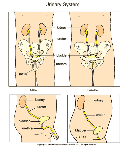 Urinary System: Illustration